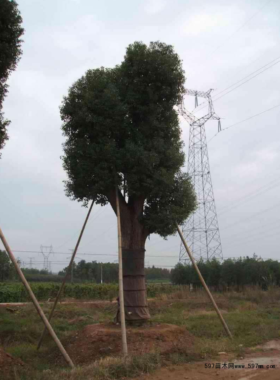 ľ(sh)